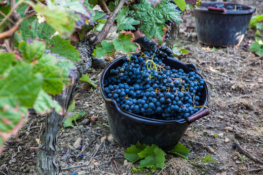 SEKT Riesling, extra trocken